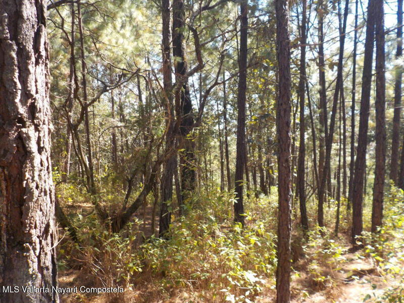 #8 Lote Navidad, Cumbre Verde, Sierra Madre Jalisco, Ja